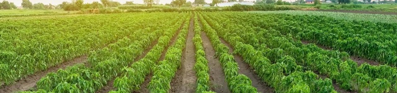 Caixa Econômica Federal lança linhas de crédito para sanar demandas do agronegócio